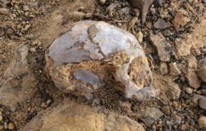 schedel van een 13 miljoen jaar oud mensaapje, Alesi