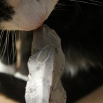 Mijn kat en top van een klingbeitel
