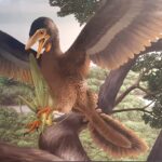 reconstructie Archaeopteryx
